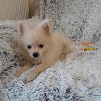 chiot Spitz allemand Zara Pomeranians Paradise