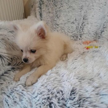 chiot Spitz allemand Zara Pomeranians Paradise