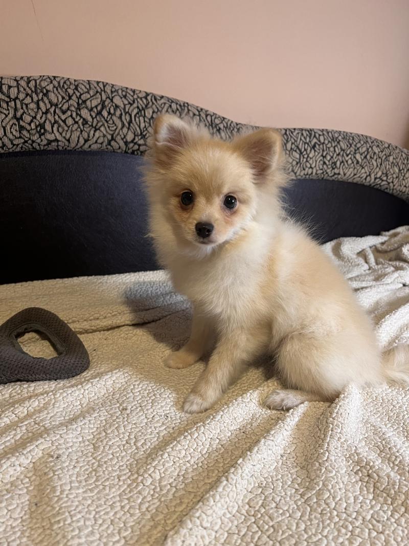 Zara Femelle Spitz allemand