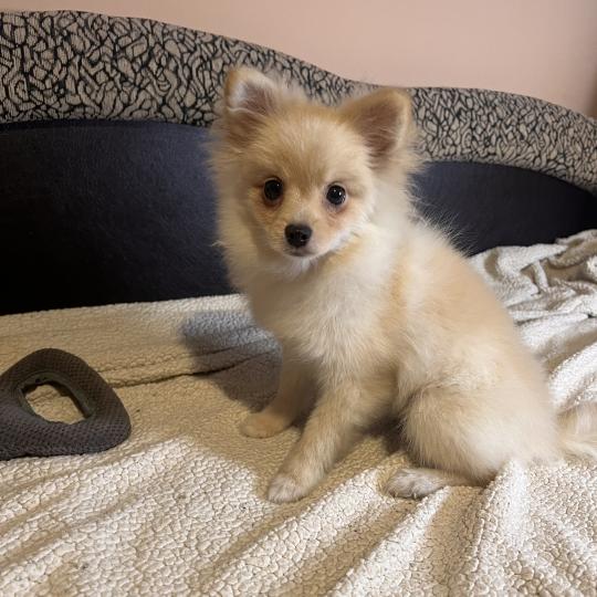 Zara Femelle Spitz allemand