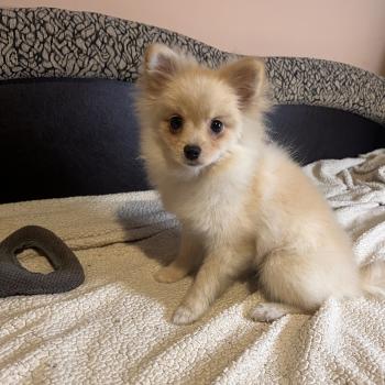 chiot Spitz allemand Zara Pomeranians Paradise