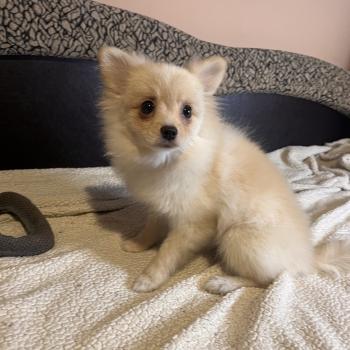 chiot Spitz allemand Zara Pomeranians Paradise