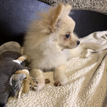 chiot Spitz allemand Zara Pomeranians Paradise