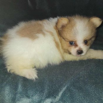 chiot Spitz allemand Zeusz Pomeranians Paradise