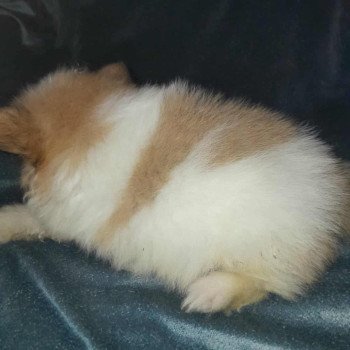 chiot Spitz allemand Zeusz Pomeranians Paradise