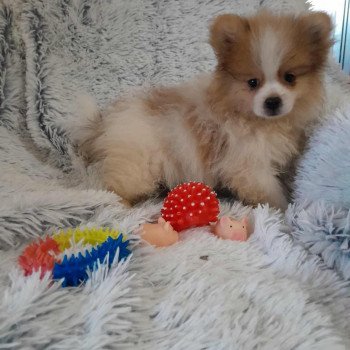 chiot Spitz allemand Zeusz Pomeranians Paradise