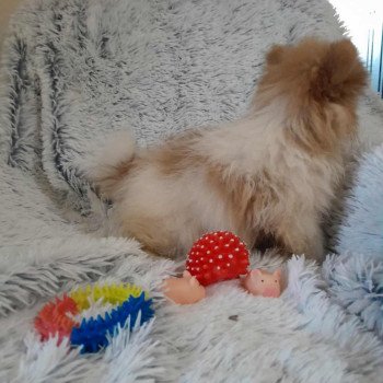 chiot Spitz allemand Zeusz Pomeranians Paradise