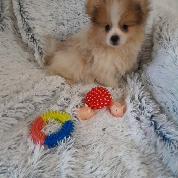 chiot Spitz allemand Zeusz Pomeranians Paradise
