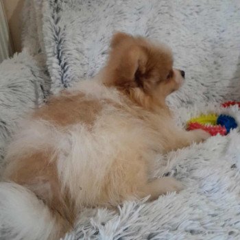 chiot Spitz allemand Zeusz Pomeranians Paradise