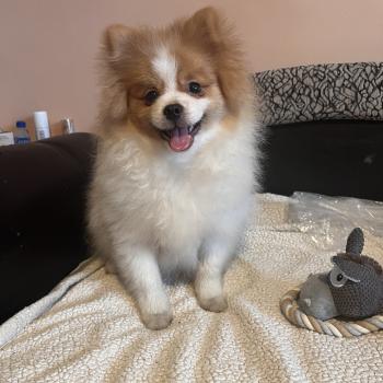 chiot Spitz allemand Zeus Pomeranians Paradise