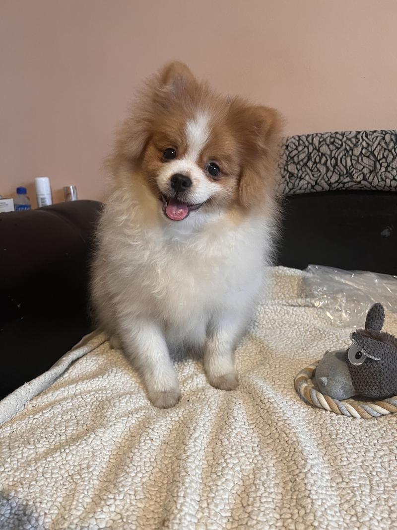 Zeus Mâle Spitz allemand