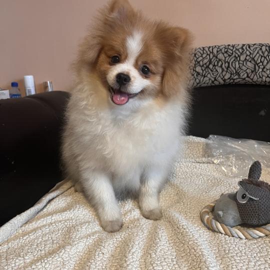 Zeus Mâle Spitz allemand