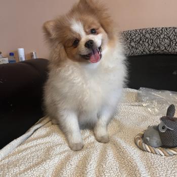 chiot Spitz allemand Zeus Pomeranians Paradise