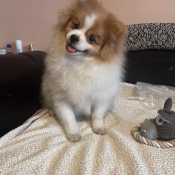 chiot Spitz allemand Zeus Pomeranians Paradise