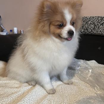 chiot Spitz allemand Zeus Pomeranians Paradise