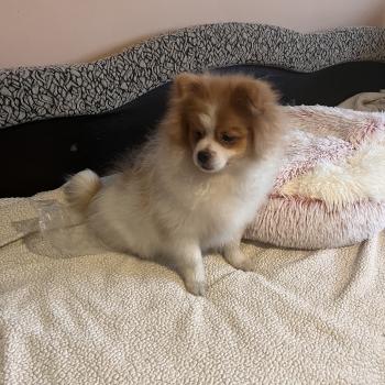 chiot Spitz allemand Zeus Pomeranians Paradise