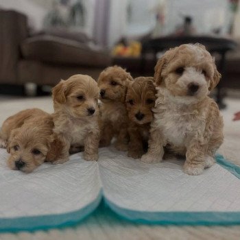 Mariage Kyra ❤ Szultan