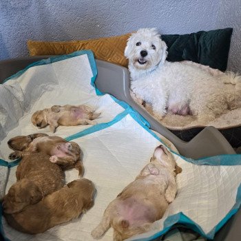 Chiot Bichon maltais  Pomeranians Paradise