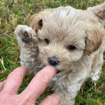 Chiot Bichon maltais  Pomeranians Paradise