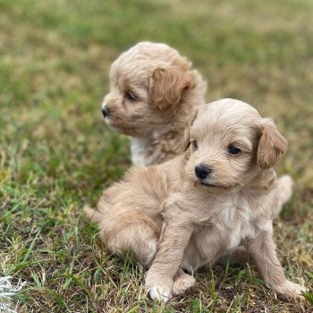 Chiot Bichon maltais  Pomeranians Paradise