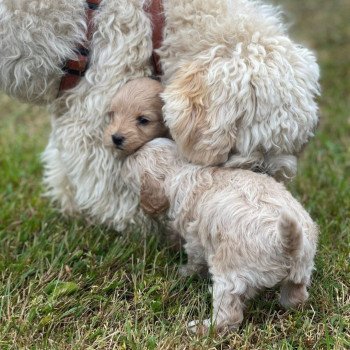 Chiot Bichon maltais  Pomeranians Paradise