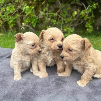 Chiot Bichon maltais  Pomeranians Paradise