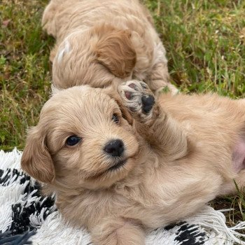 Chiot Bichon maltais  Pomeranians Paradise